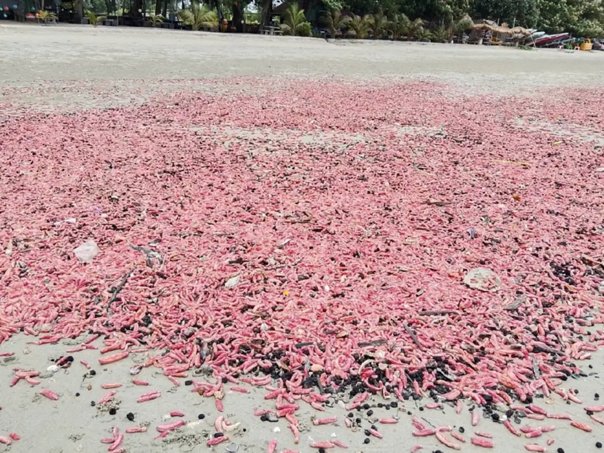 รู้สาเหตุ ปลิงทะเลสีชมพู จำนวนมาก เกยตื้นเกลื่อนหาดระยอง