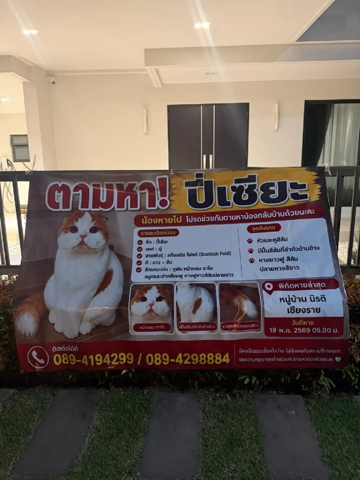 ตามหา น้องปี่เซียะ แมวสก๊อตติชหายตัวไป เจ้าของตั้งเงินรางวัล 1 แสน