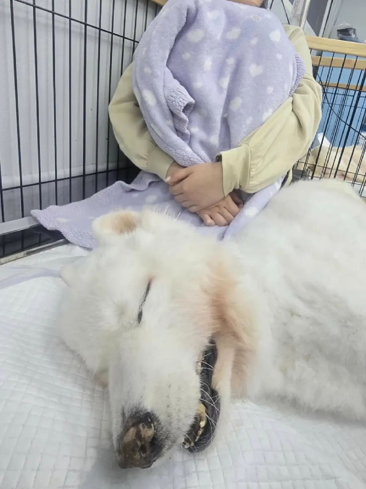 บุ๋ม ปนัดดา เศร้าส่งน้องปูนึ่งกลับดาวหมา เสียใจติดงานชายแดน