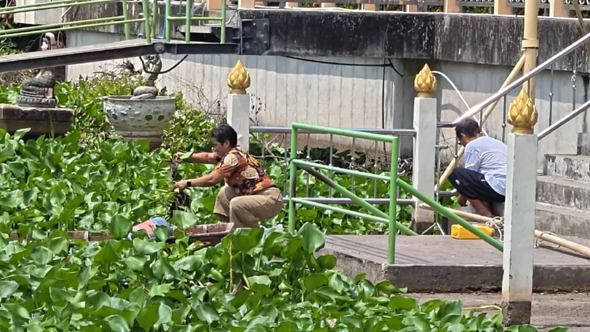 ผักตบชวาแน่นคลองปทุมฯ ชาวบ้านเดือดร้อนไร้เงาอบต.แก้ไข