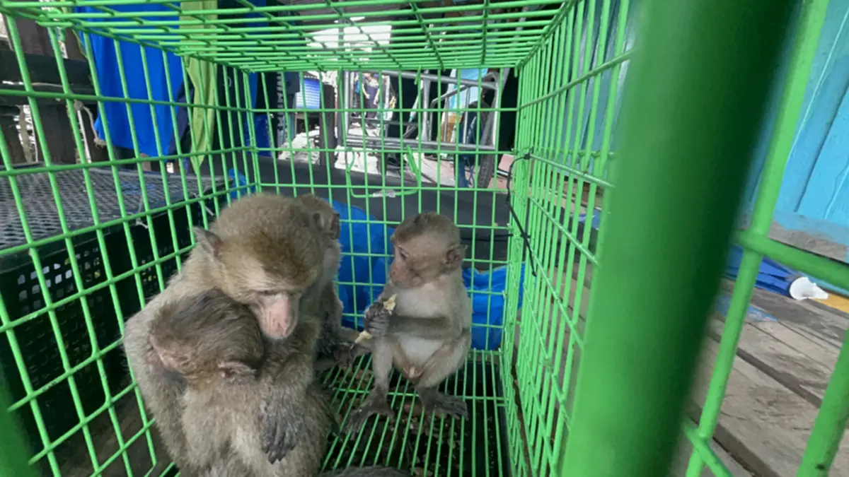 ศรชล.ตราด บุกค้นบ้านริมน้ำ ยึดลิงแสม 6 ตัวเตรียมส่งเขมร