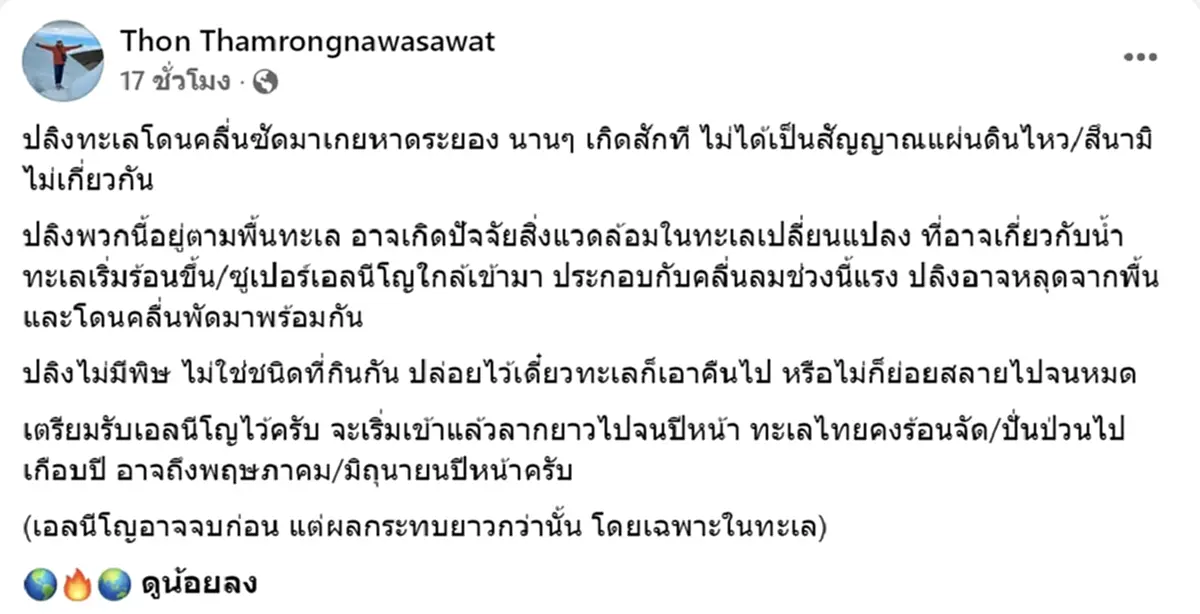 รู้สาเหตุ ปลิงทะเลสีชมพู จำนวนมาก เกยตื้นเกลื่อนหาดระยอง