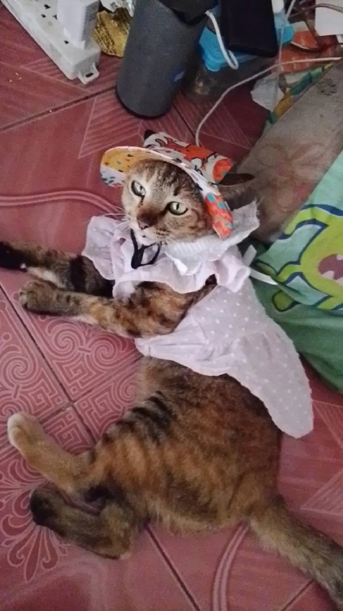 หัวใจของพ่อยังรอ เกือบเดือนลุงเฝ้าตามหา น้องแหวน แมวสุดรัก