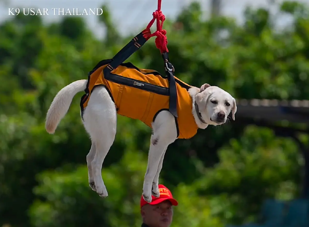 K9 สีนวล ผนึกโดรนซ้อมภารกิจ ชาวเน็ตหลุดโฟกัส ความน่ารักขโมยซีน