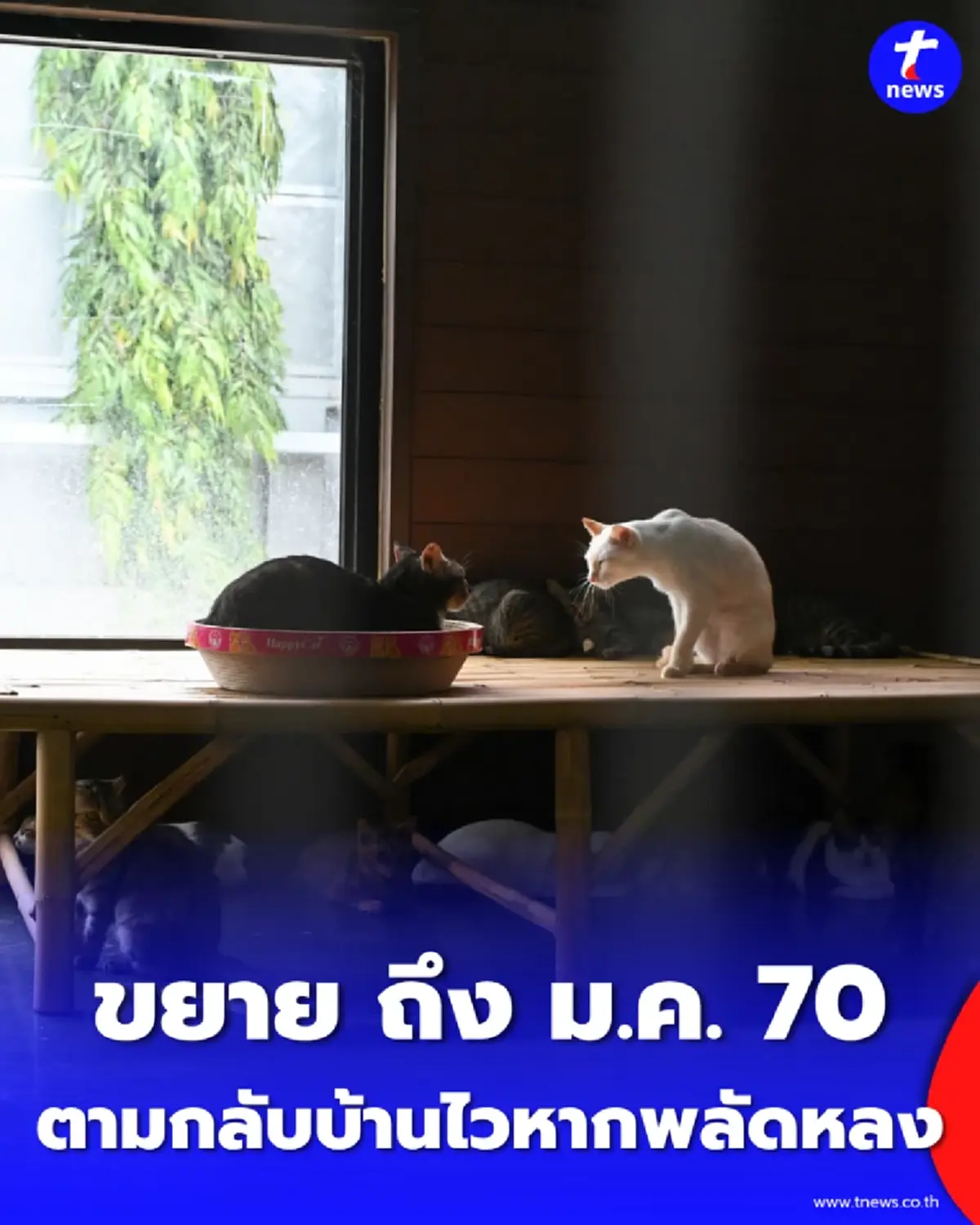ทาสหมาแมวเฮ กทม. เปิดฝังไมโครชิป-ฉีดวัคซีนฟรีถึงบ้าน ขยายเวลาถึง ม.ค. 70