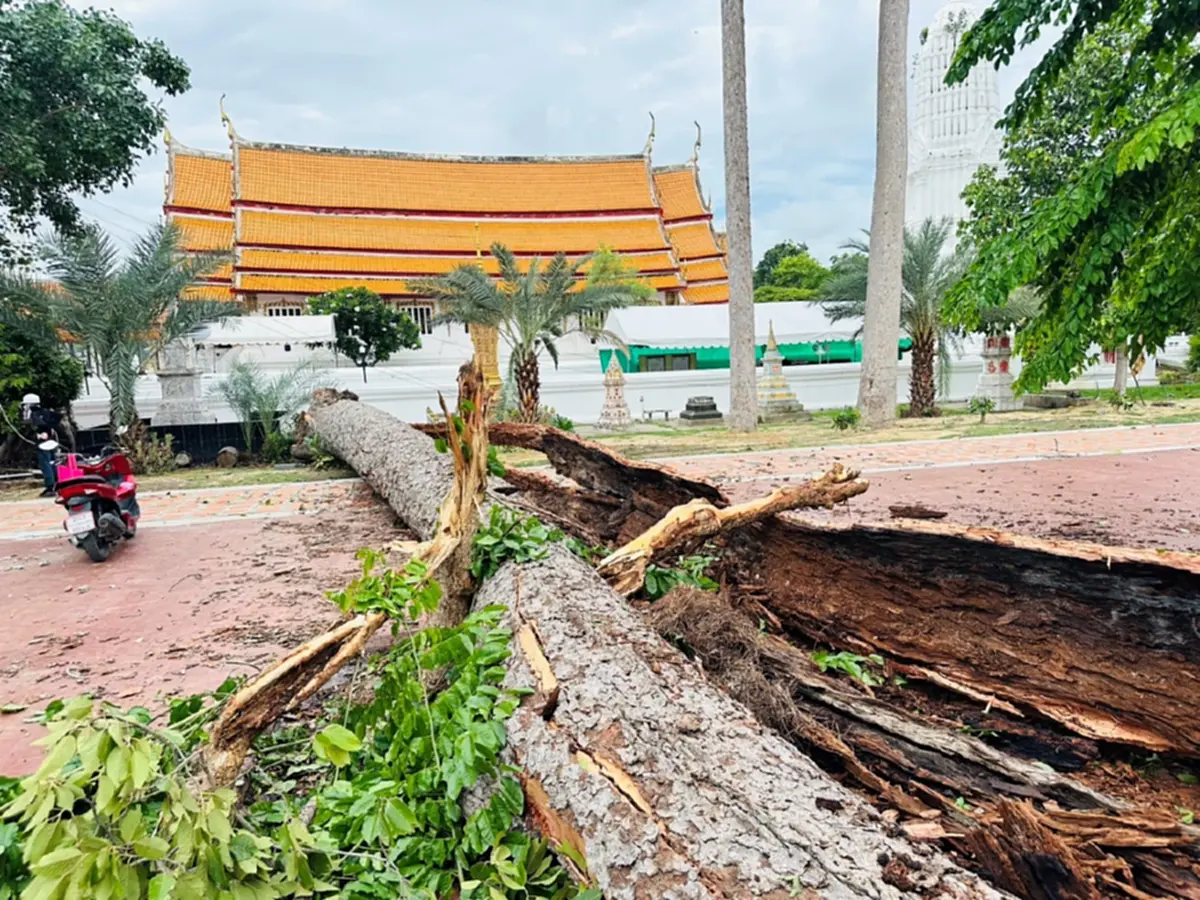 เชื่อบารมีหลวงปู่เทียม! พายุซัดยางนา 120 ปีโค่นเฉียดอุโบสถเก่า