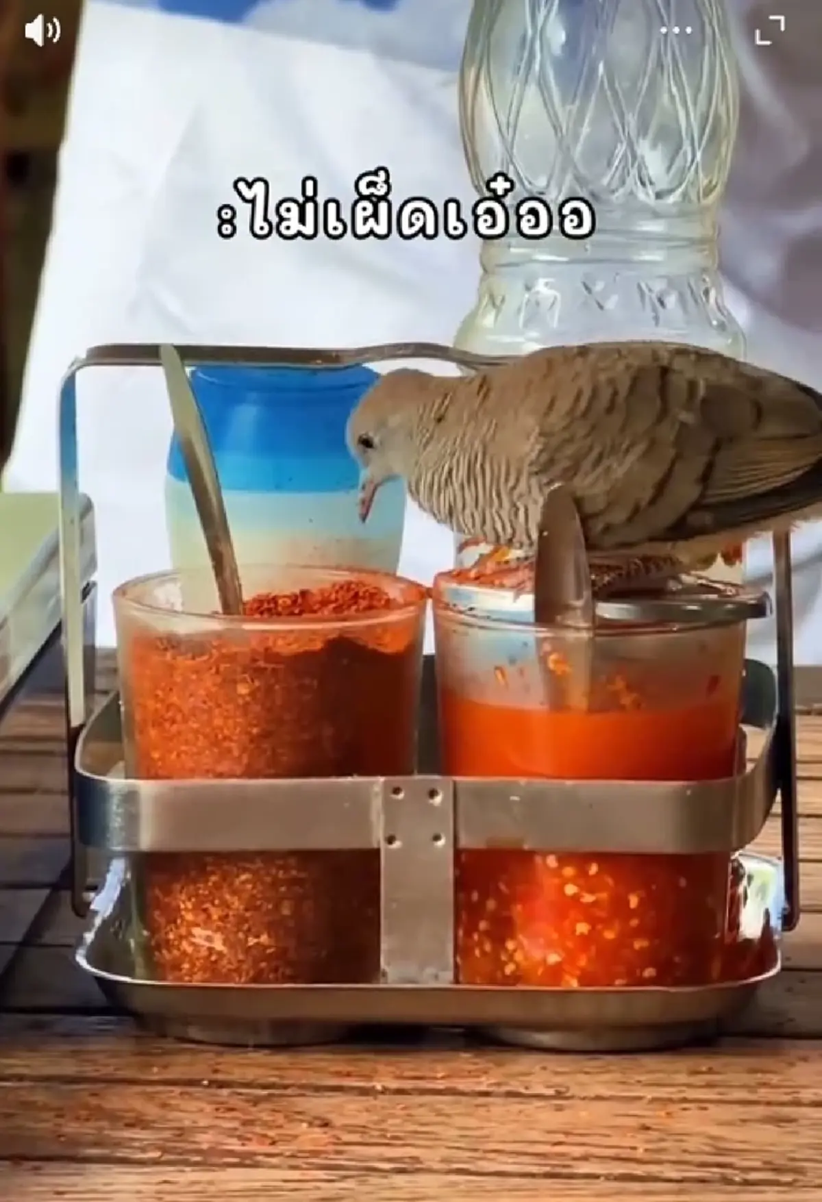 ถึงบางอ้อ นกบุกจิกพริกป่นบนโต๊ะก๋วยเตี๋ยว เฉลยแล้วทำไมไม่เผ็ด