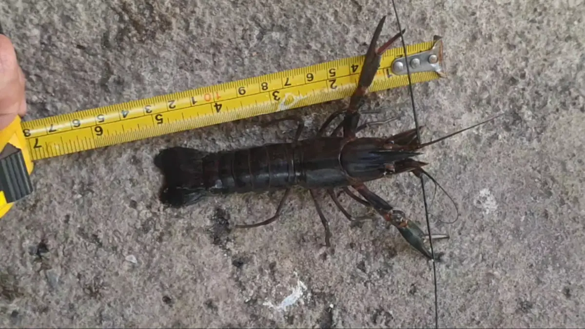 พะเยาคุมเข้ม "กุ้งก้ามแดง" ในกว๊านพะเยา ห้ามปล่อยลงธรรมชาติ