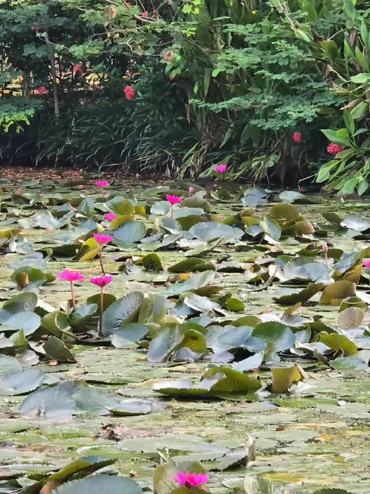 ส่องบ้านสวน "ป้าจิ๊ อัจฉราพรรณ" บัวแดงบานสะพรั่ง ร่มรื่นน่าอยู่