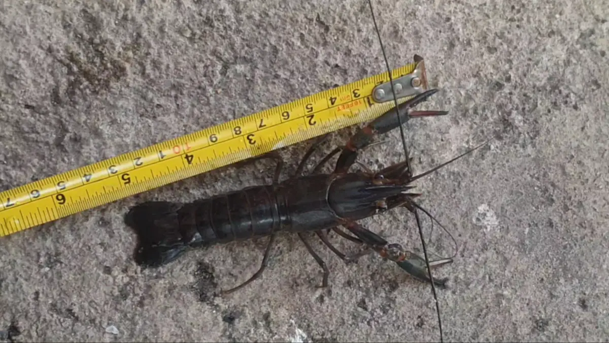 กุ้งก้ามแดงยึดกว๊านพะเยา ประมงพื้นบ้านพลิกวิกฤตดักขายโลละ 300