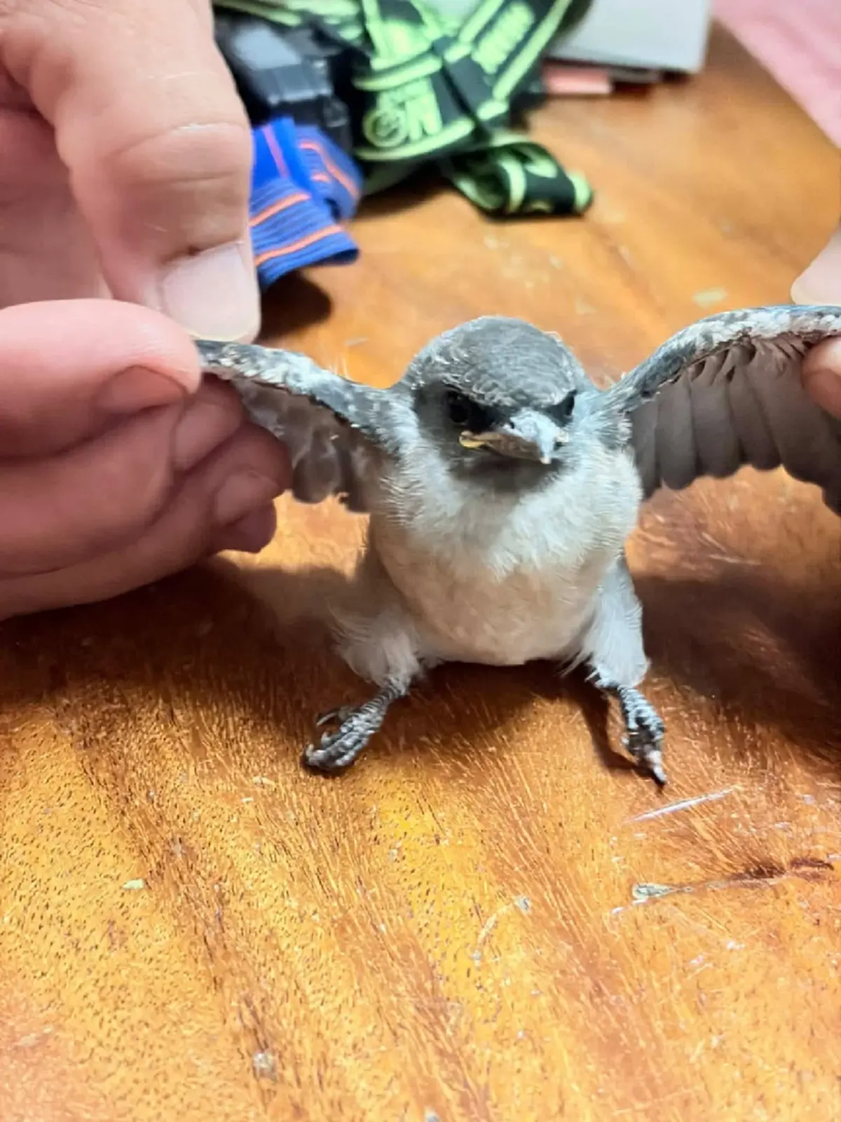 น้องคือนกอะไร? ภาพเดียวทำคนสงสัย แห่เดาชื่อกันสนั่น!