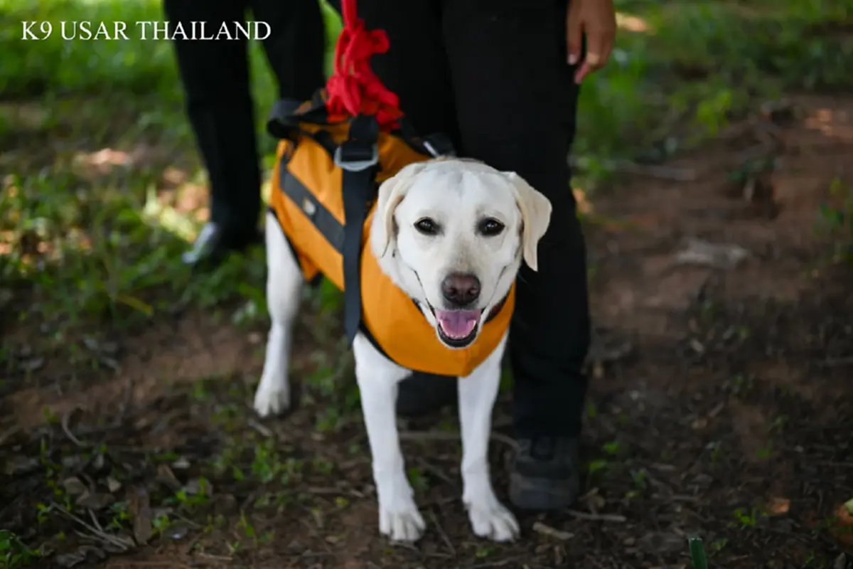 K9 สีนวล ผนึกโดรนซ้อมภารกิจ ชาวเน็ตหลุดโฟกัส ความน่ารักขโมยซีน