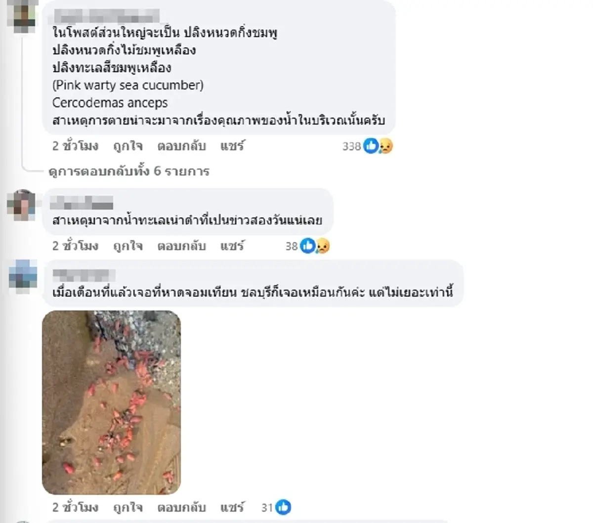 รู้แล้ว ตัวปริศนาสีชมพู เกยตื้นเกลื่อนหาดระยอง ที่แท้คืออะไร