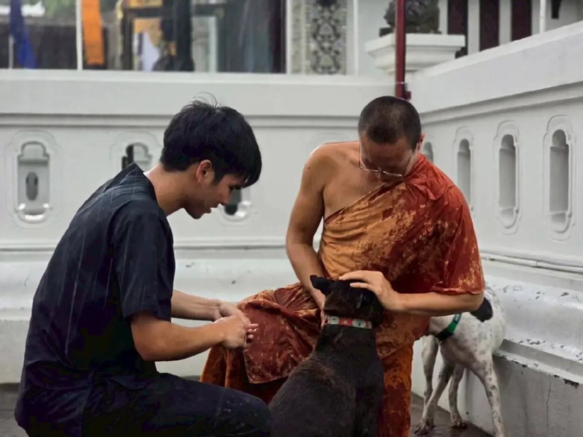 เปิดตัวโครงการ "หมา คู เมือง" นำร่องฝังชิพหมาวัดเจดีย์หลวง