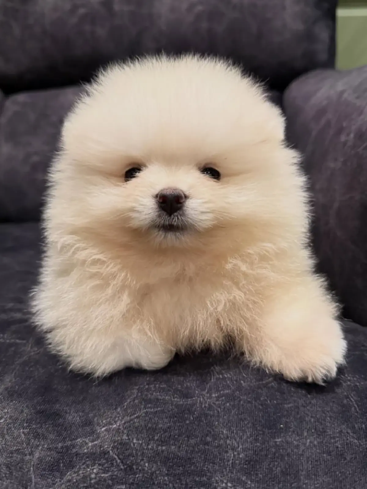 พ่อชาคริต-แม่แอน ต้อนรับสมาชิกใหม่! "น้องโพธิ์" หลงหนักมาก  