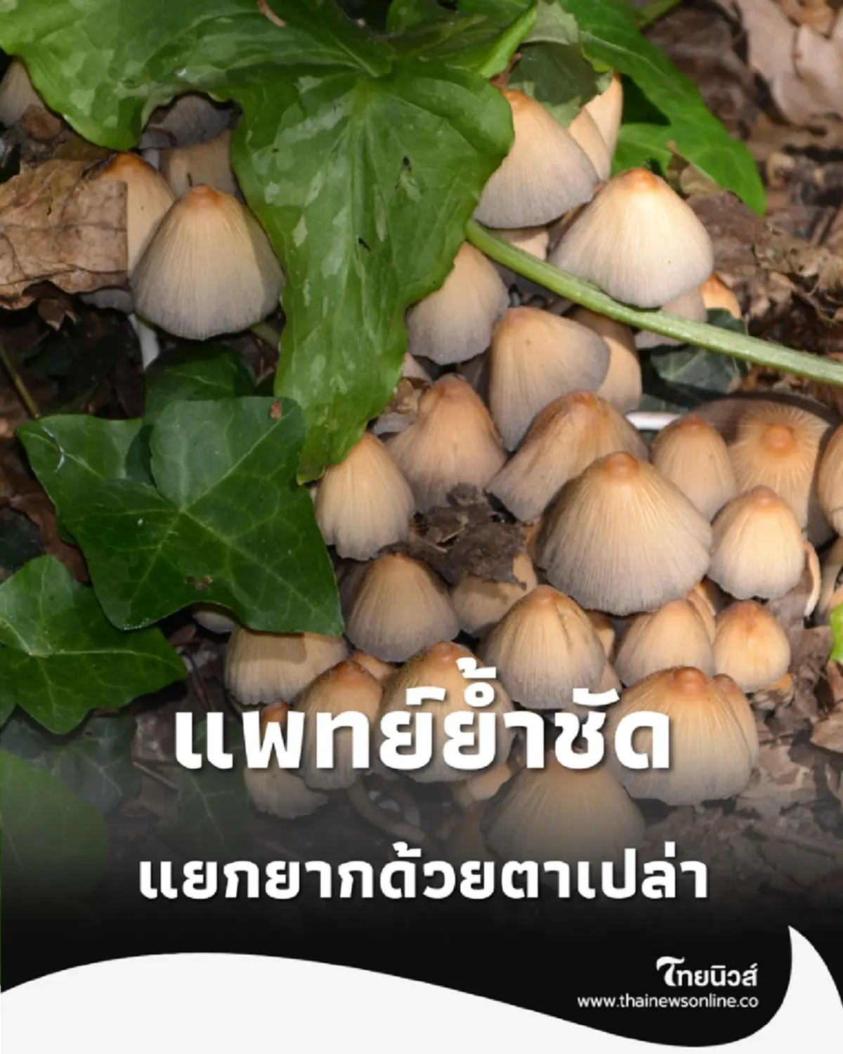 ไขความลับเห็ดพิษ แพทย์ย้ำชัด แยกยากด้วยตาเปล่า เตือนอย่าเสี่ยงกินเองก่อนดับอนาถ