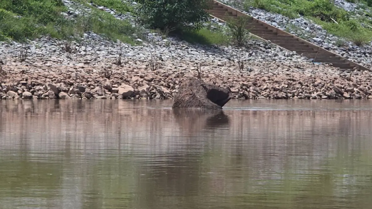 ฮือฮา! แม่น้ำน่านลดฮวบ เผยโฉม "ตะเคียนพันปี" กลางแม่น้ำ