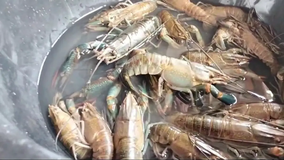 พะเยาคุมเข้ม "กุ้งก้ามแดง" ในกว๊านพะเยา ห้ามปล่อยลงธรรมชาติ