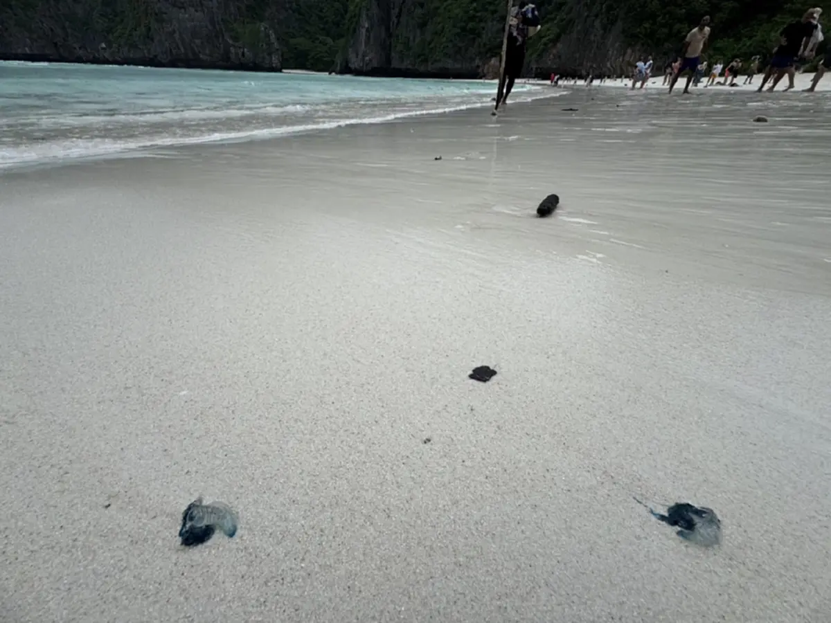 เตือนห้ามจับเด็ดขาด อ่าวมาหยาพบแมงกะพรุนไฟหมวกโปรตุเกสเกยหาด