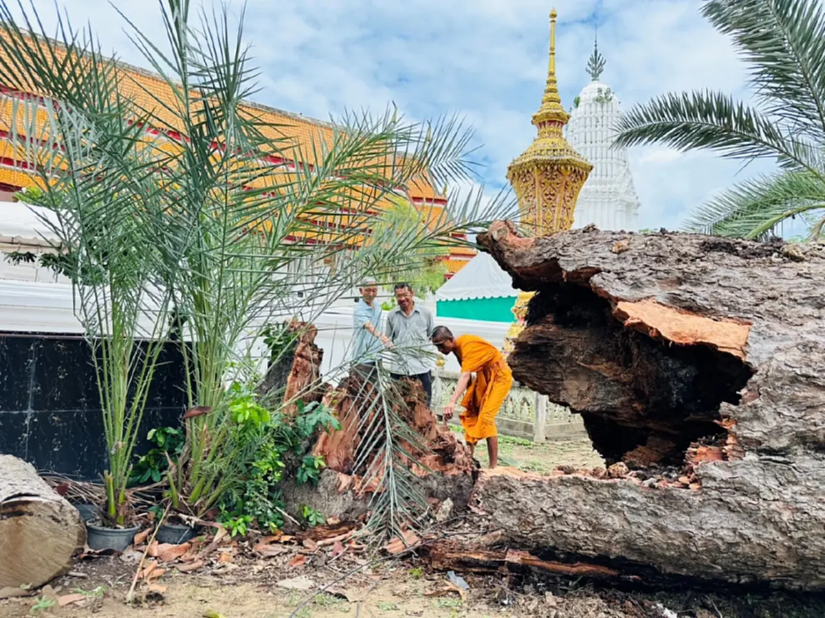 เชื่อบารมีหลวงปู่เทียม! พายุซัดยางนา 120 ปีโค่นเฉียดอุโบสถเก่า