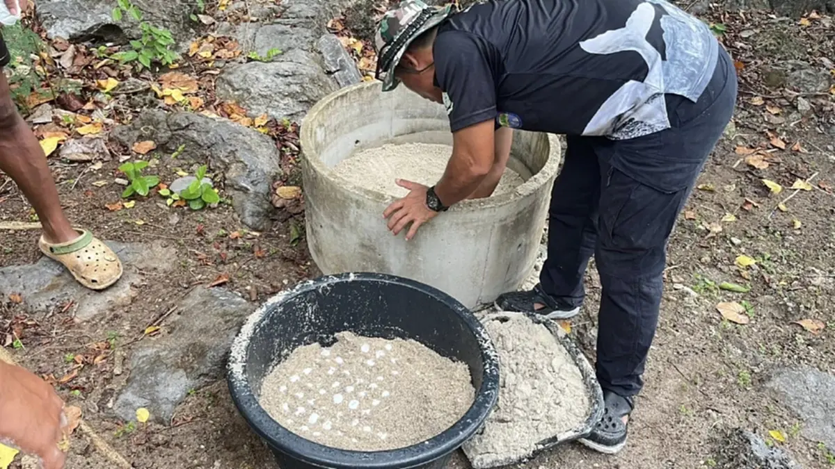 ทะเลชุมพรสมบูรณ์พบแม่เต่ากระหายากวางไข่เกาะกุลา 105 ฟอง