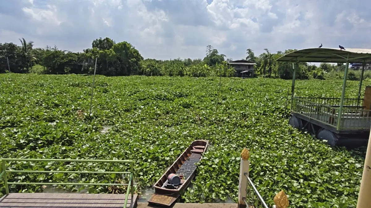 ผักตบชวาแน่นคลองปทุมฯ ชาวบ้านเดือดร้อนไร้เงาอบต.แก้ไข