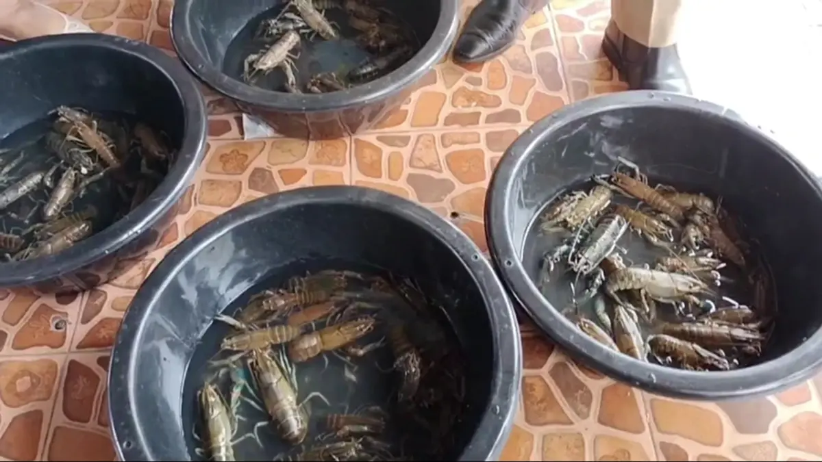 พะเยาคุมเข้ม "กุ้งก้ามแดง" ในกว๊านพะเยา ห้ามปล่อยลงธรรมชาติ