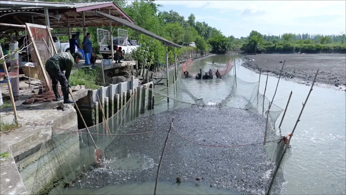 ปลาหมอคางดำบุกยึดบ่อกุ้ง 50 ไร่ แถมกุ้งโดนเขมือบเกลี้ยง