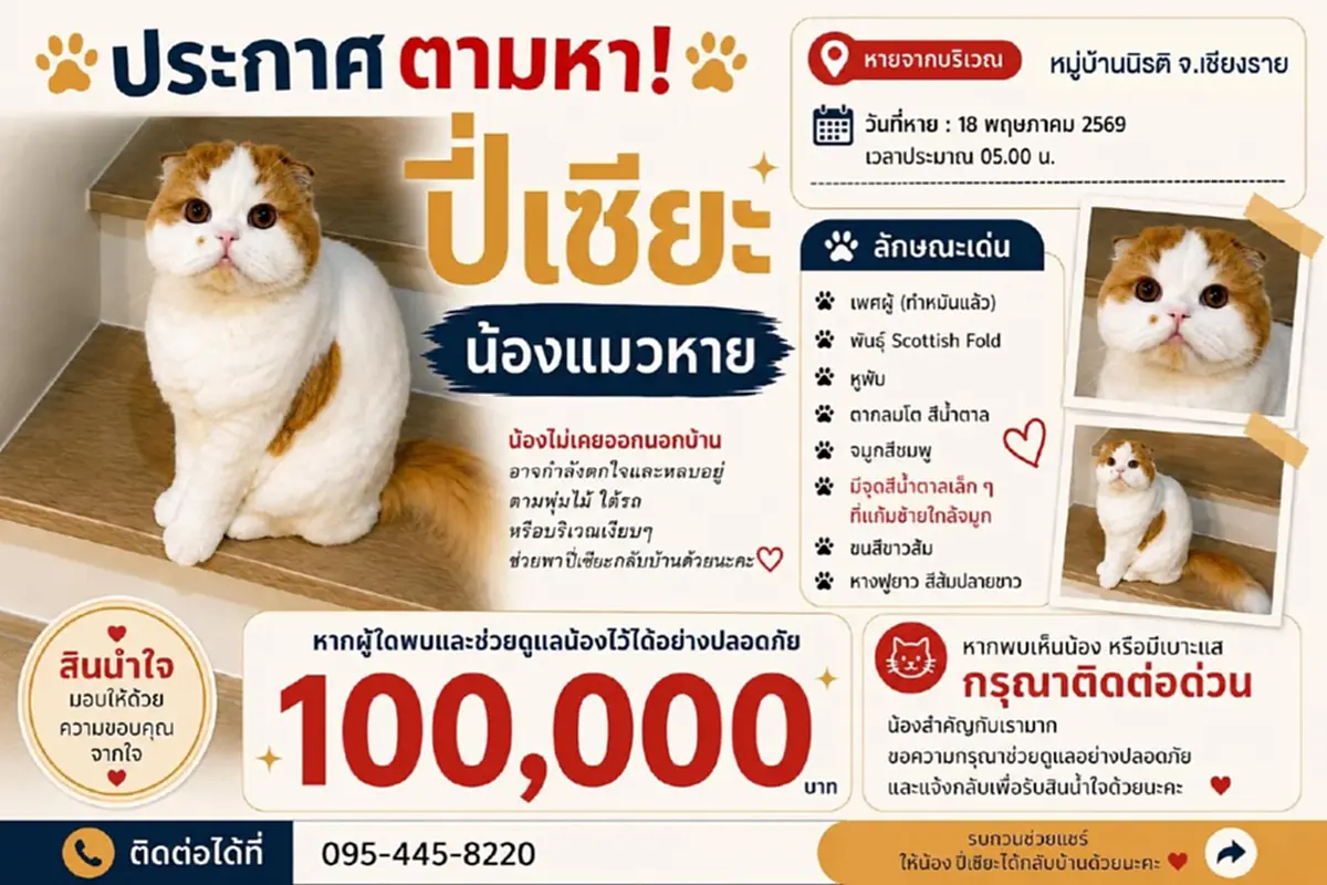 ตามหา น้องปี่เซียะ แมวสก๊อตติชหายตัวไป เจ้าของตั้งเงินรางวัล 1 แสน