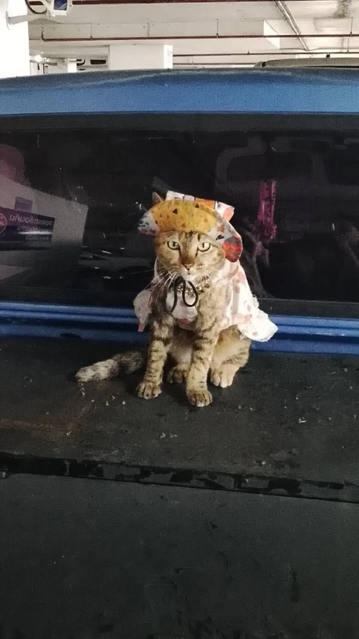 หัวใจของพ่อยังรอ เกือบเดือนลุงเฝ้าตามหา น้องแหวน แมวสุดรัก
