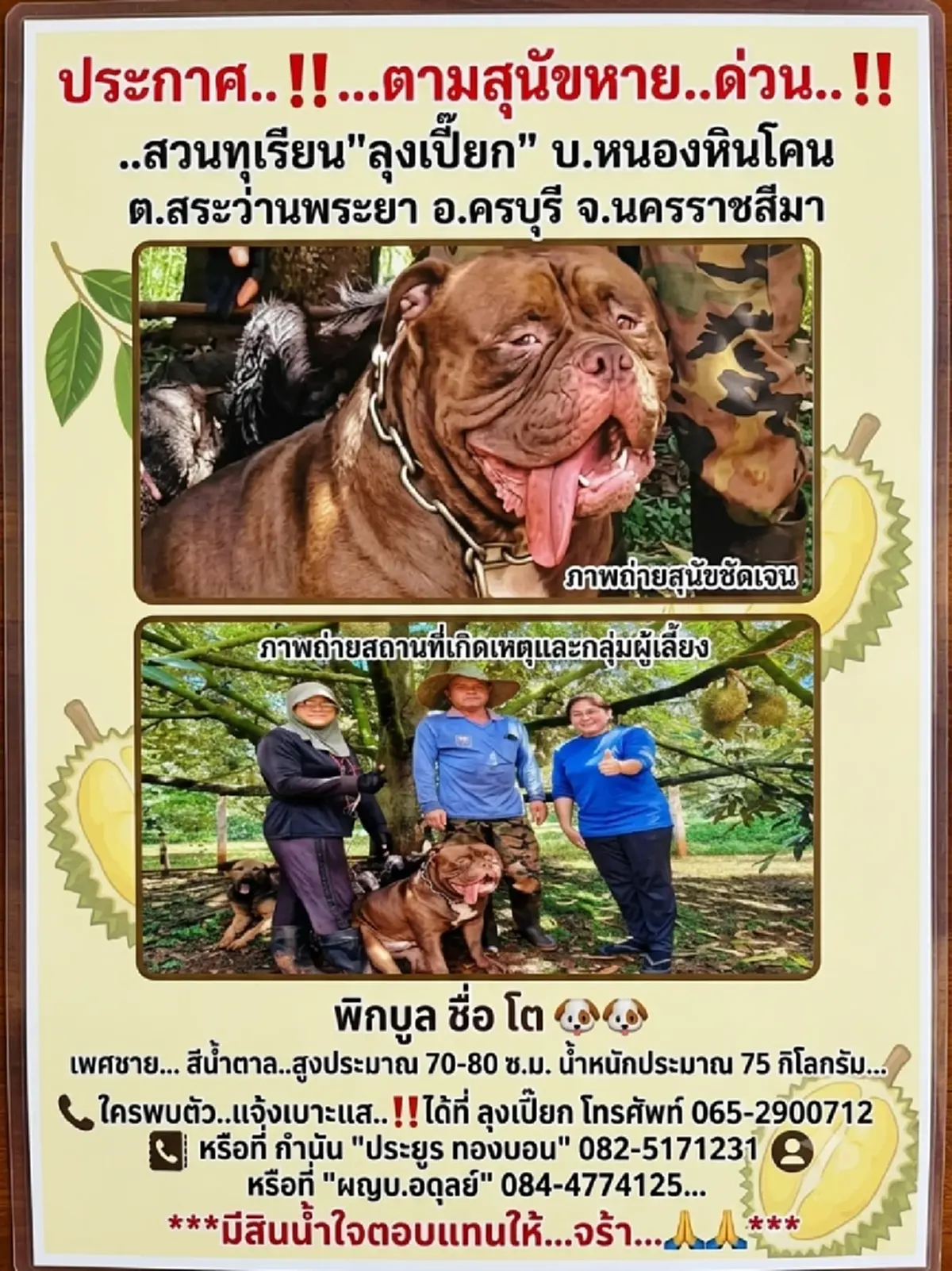 วอนช่วยหา 'เจ้าโต' พิทบูลหลุดออกจากสวน ลั่นมีสินน้ำใจให้