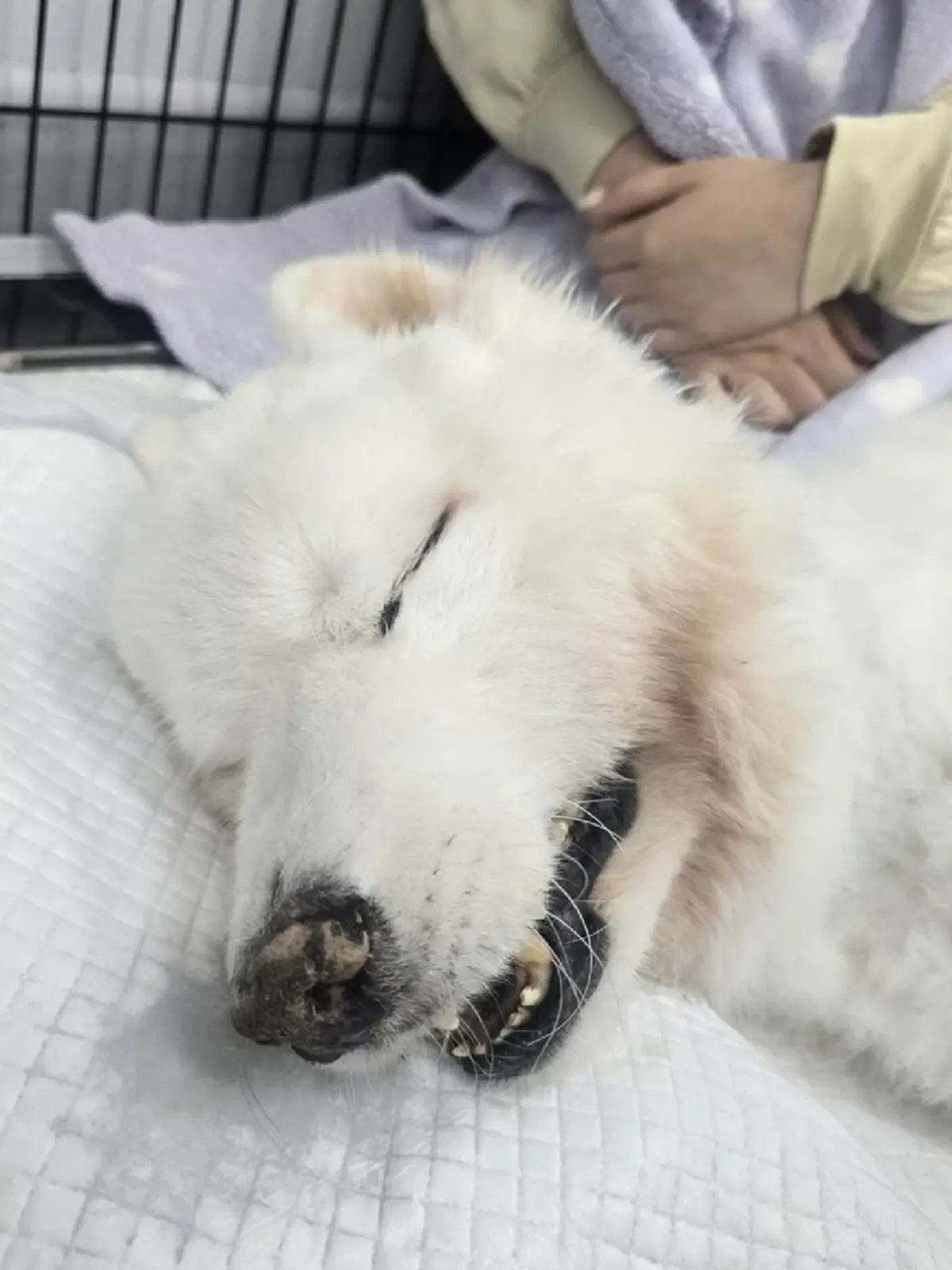 บุ๋ม ปนัดดา เศร้าส่งน้องปูนึ่งกลับดาวหมา เสียใจติดงานชายแดน