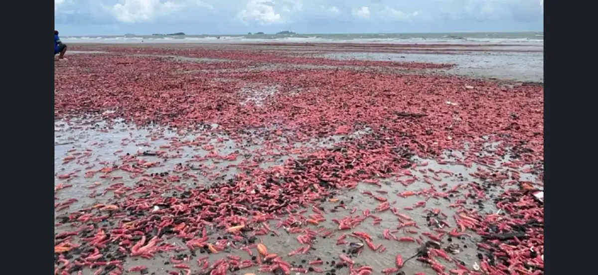 รู้แล้ว ตัวปริศนาสีชมพู เกยตื้นเกลื่อนหาดระยอง ที่แท้คืออะไร