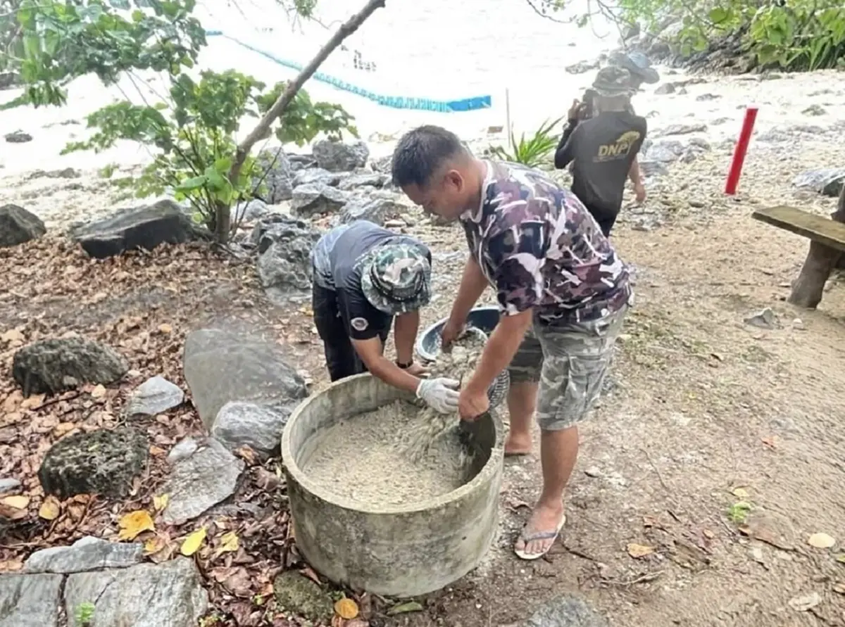 ทะเลชุมพรสมบูรณ์พบแม่เต่ากระหายากวางไข่เกาะกุลา 105 ฟอง