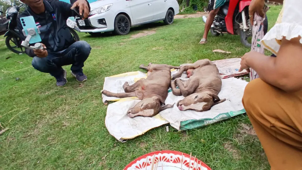 ชาวบ้านแห่ขอเลข! วัวแฝดตายคู่ ฝนโปรยเหมือนเทวดารดน้ำมนต์