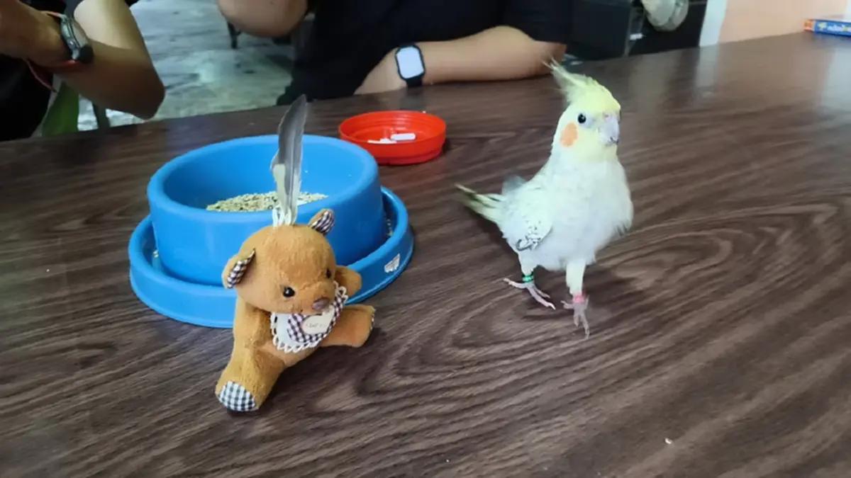 เปิดชีวิต "เจ้าเยสโต้" นกค๊อกคาเทลแสนรู้ อยู่บ้านแบบอิสระ