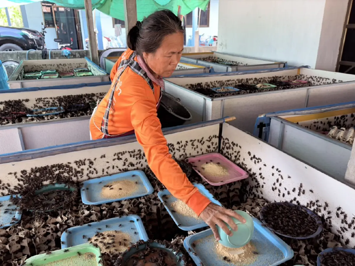 อดีตหนุ่มก่อสร้างพลิกชีวิต! ผันตัวเลี้ยง "จิ้งหรีด" รายได้งาม