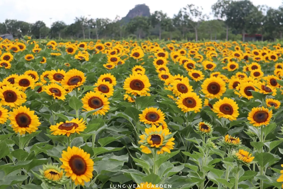 สุดเสียดาย สวนดอกไม้ชื่อดัง ประกาศปิดสวน เผยสาเหตุน่าเห็นใจ