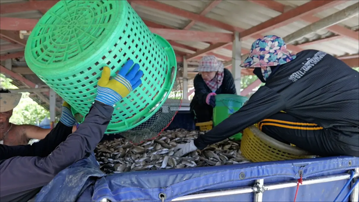 ปลาหมอคางดำบุกยึดบ่อกุ้ง 50 ไร่ แถมกุ้งโดนเขมือบเกลี้ยง