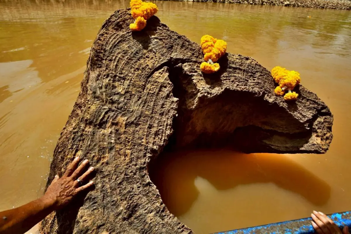 ฮือฮา! แม่น้ำน่านลดฮวบ เผยโฉม "ตะเคียนพันปี" กลางแม่น้ำ