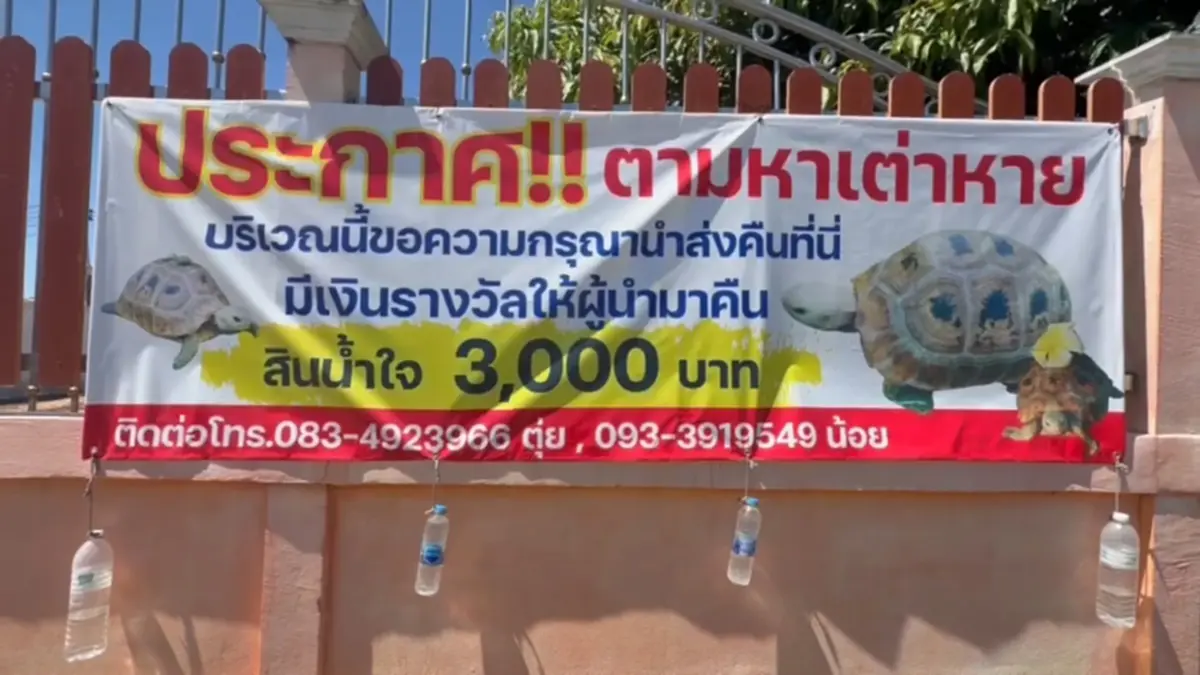 ปาฏิหาริย์เต่าทอง "เจ้า TK" กลับบ้านเอง หลังหายออกจากบ้าน