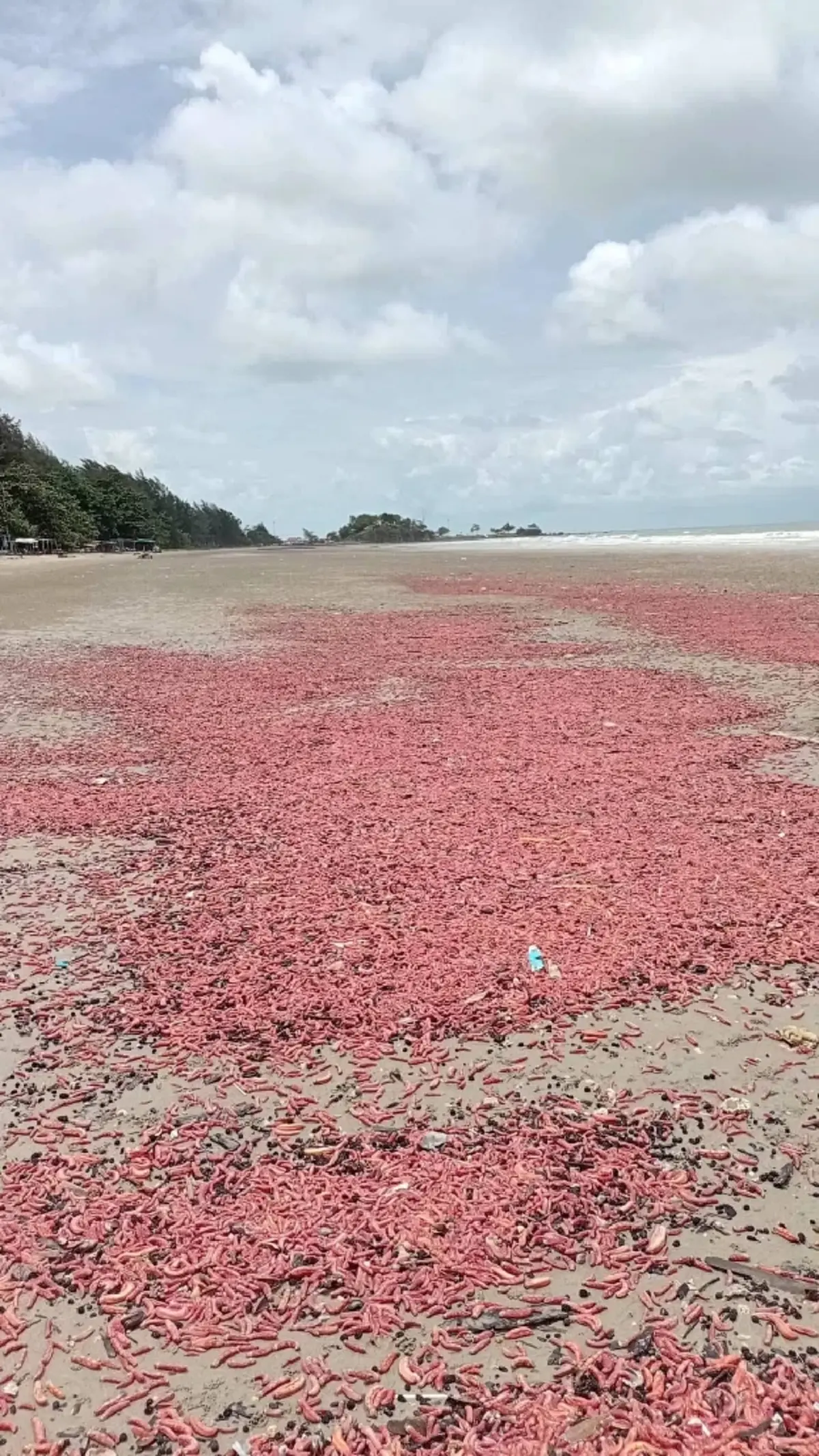 แตกตื่นทั้งหาด! สิ่งมีชีวิตสีชมพูนับล้านโผล่เกยฝั่ง