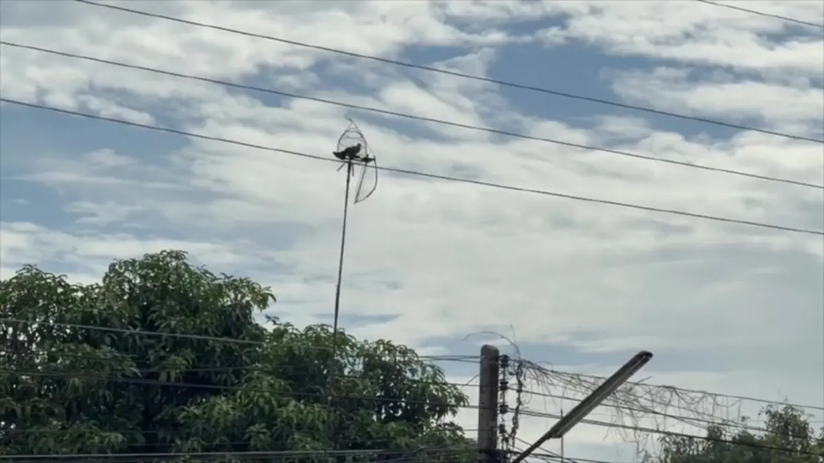 นาทีสลด! 2 หนุ่มออกต่อนกเขา พลาดไม้แตะสายไฟแรงสูง ดับคู่