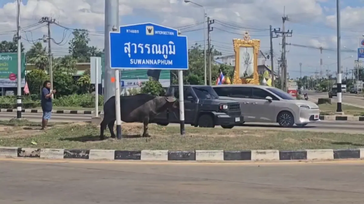 สิบล้อขนวัวควายคว่ำ วัวควาย 21 ตัวแตกตื่นขวิดคนช่วยเจ็บปางตาย