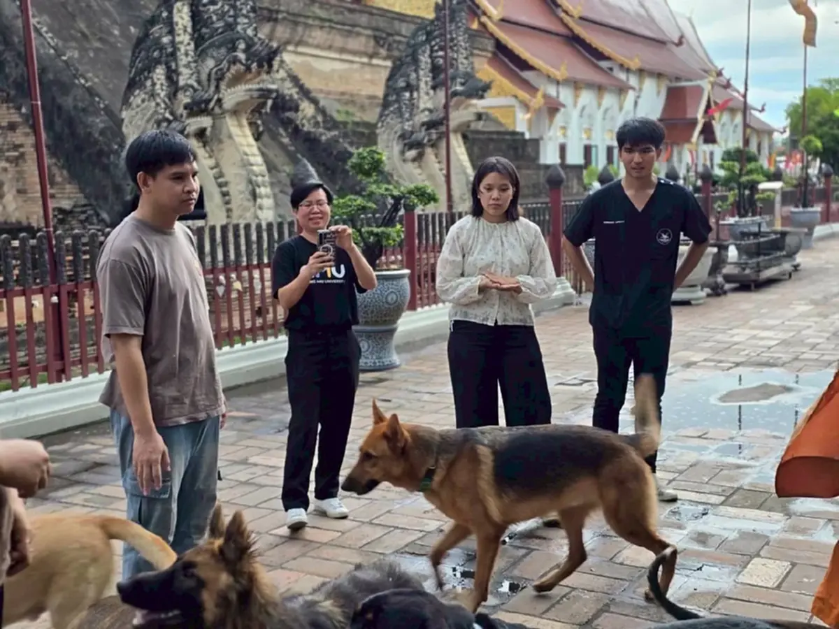 เปิดตัวโครงการ "หมา คู เมือง" นำร่องฝังชิพหมาวัดเจดีย์หลวง
