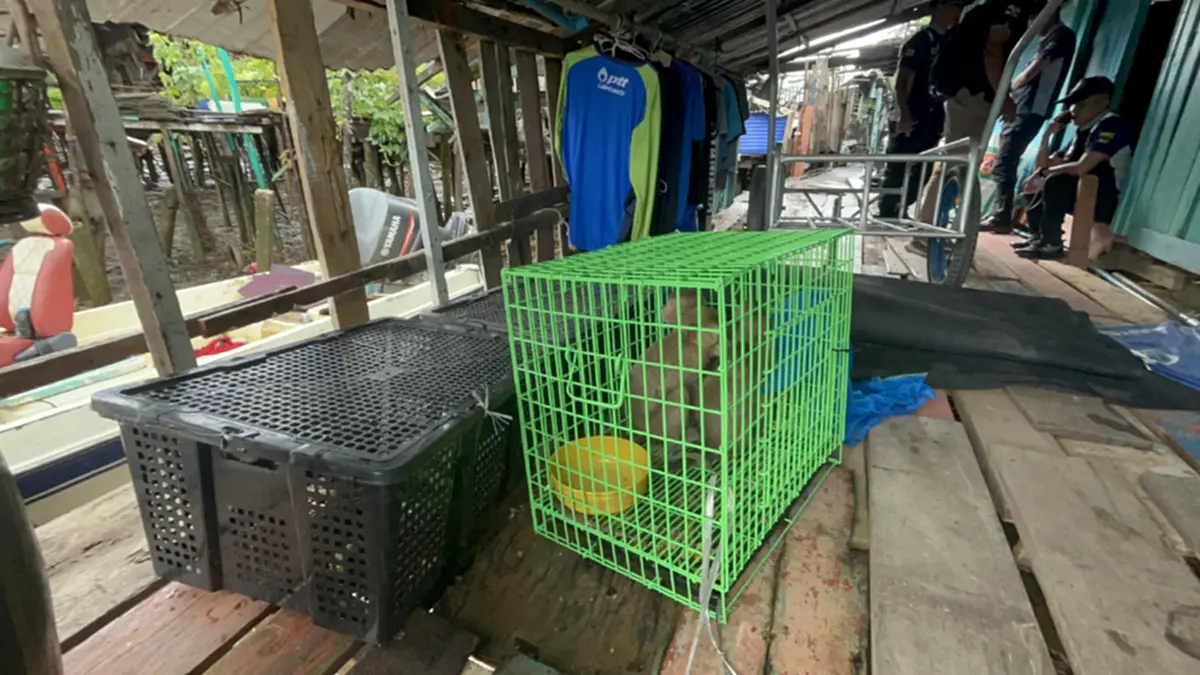 ศรชล.ตราด บุกค้นบ้านริมน้ำ ยึดลิงแสม 6 ตัวเตรียมส่งเขมร