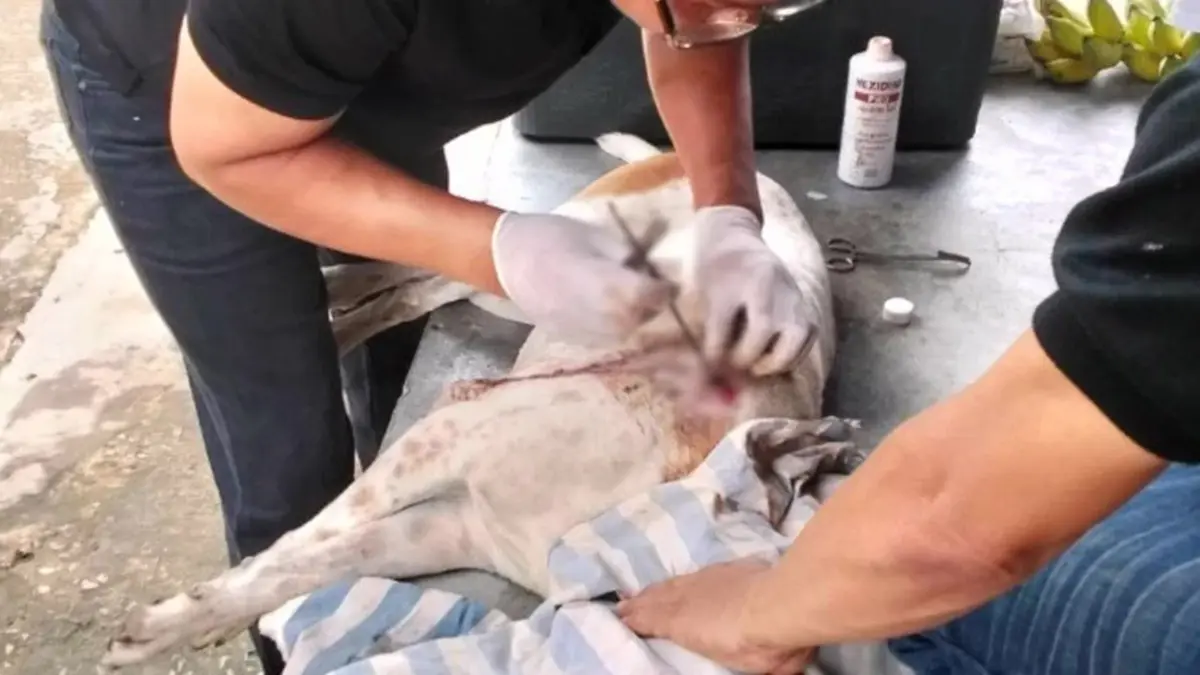 โจ๋เสพยา หลอนจัดคว้าลูกดอกยิงใส่สุนัขชาวบ้านหวังเอาทำอาหาร
