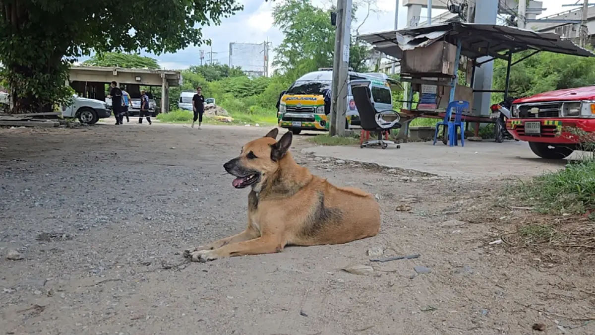 แย่งซีนกู้ภัย! เจ้าตูบวิ่งดูคนเจ็บ ชาวเน็ตแซวขอสมัครเป็นอาสา