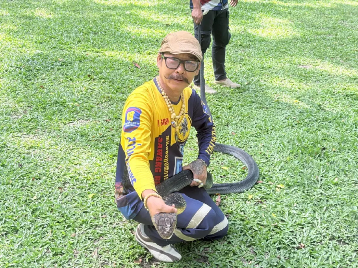 ส่องทะเบียนรถ งูจงอางยักษ์ 4 เมตร เลื้อยซุกห้องเครื่องรถยนต์