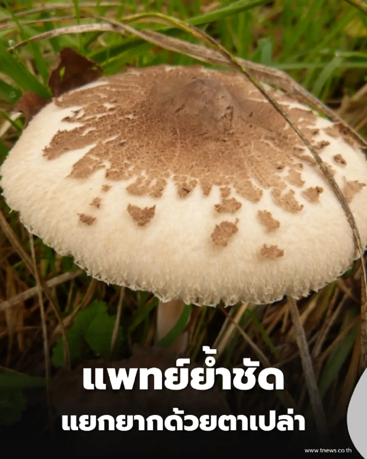 ไขความลับเห็ดพิษ แพทย์ย้ำชัด แยกยากด้วยตาเปล่า เตือนอย่าเสี่ยงกินเองก่อนดับอนาถ